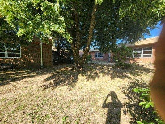 Tree in courtyard of school to be removed.