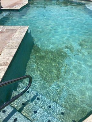 Algae in pool area.