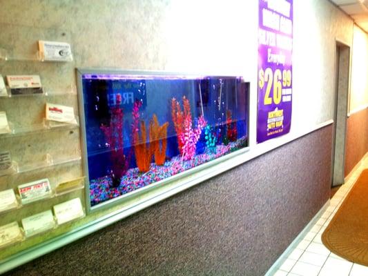 Pretty fish tank in the hallway