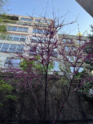 Bed-Stuy Garden Guy