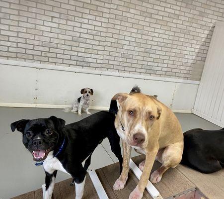 SO EXCITED TO PLAY WITH HIS FUR FRIENDS!