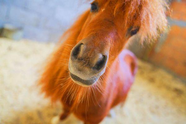 Our Equine Therapy program utilizes miniature horses that the children interact with during their sessions.