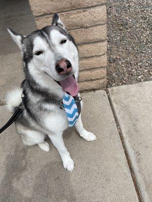 Husky had grooming services @ Paddock's Paw pet care & training