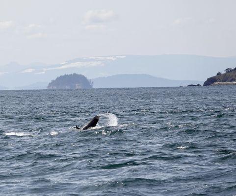 Baby whale tail slapping