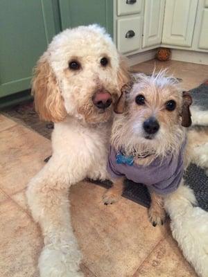 All the staff at Dog Barber have been so good with Hoka (left). Doodles are notoriously hard to groom. They do a great job.