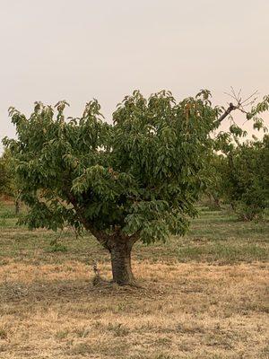 Evening at the Orchards