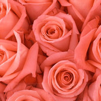 coral roses