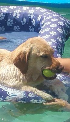 Bo loving life in his pool.