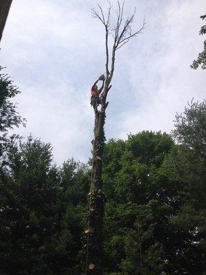 We have tree climbers on our crew.