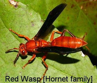 Red Wasp/Hornet