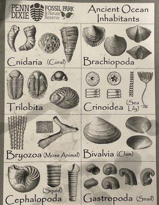 Penn Dixie Fossil Index