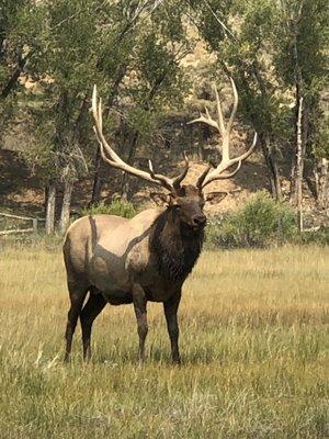 Elk