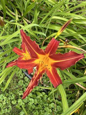 Red and yellow Flower beer Deerfield grill