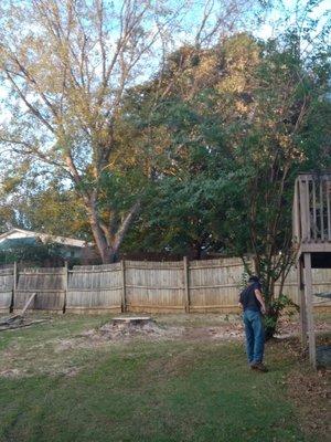 Pin oak tree removed
 Call us 865-255-9749