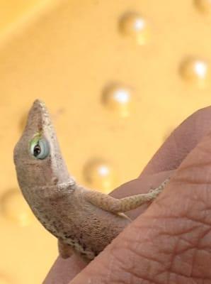 Gail W., picked up this American anole lizard. It's staring directly into the camera.