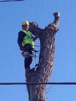 Tree removal