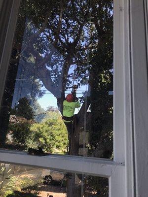 The Professional Tree Care