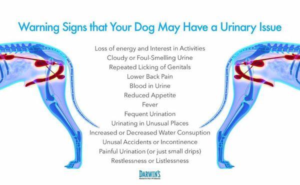 Call us if you think that your pet may signs of a urinary tract infection.