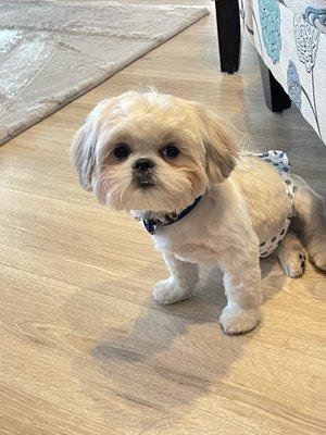 Groomed Shih Tzu puppy from Barks And Bubbles