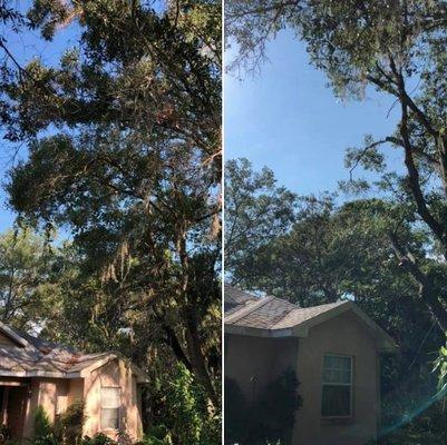 Managing risk while preserving the health of the already declining, poor compartmentalizing Laurel Oak.