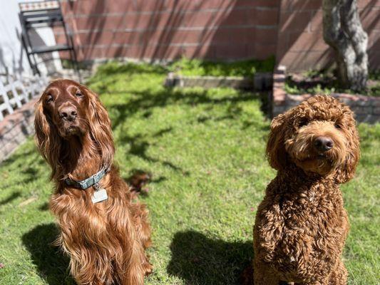 Before going to the groomers giving them a talk about being good today.