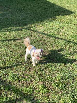 Lucee at Sunrise Paw Park.