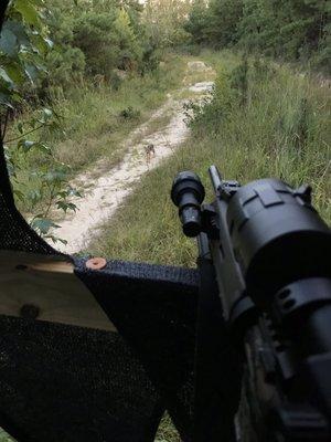 My first sit of the trip when a little coyote walked rite up to my stand before noticing me