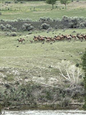 Pack o bull ELK