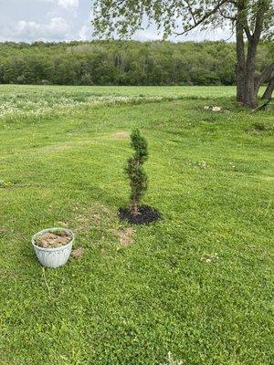 Mulching and planting bushes