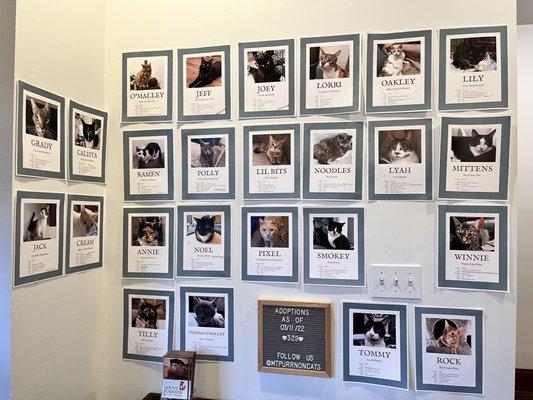 Adoption wall @ Mount Purrnon