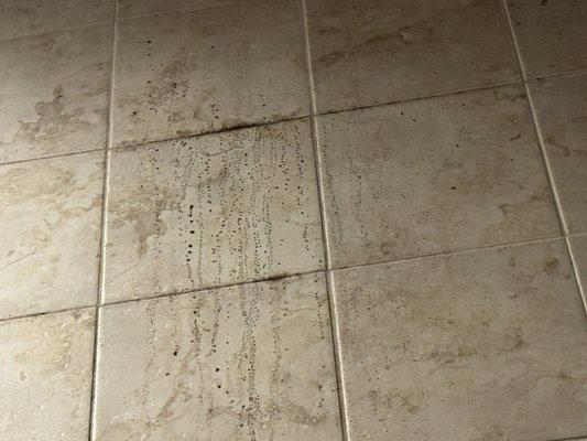 Heaps of mold growing on shower walls.