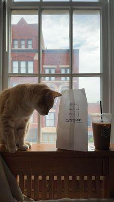 Iced oat milk latte, with my cat Latte