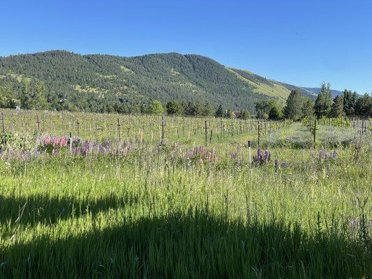 The grape vines bordered by wildflowers.