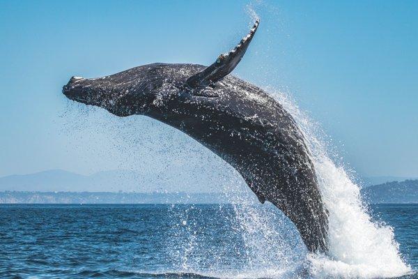 San Diego's famous Humpback Whale named "Twitch"