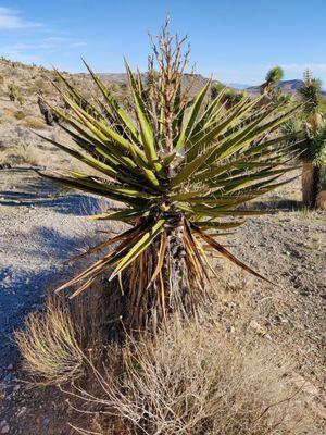 Yucca