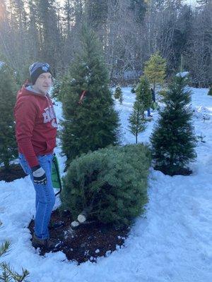 Our Christmas tree  Douglas fir