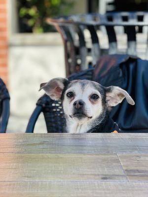 Riley Ray patiently awaiting her water bowl cocktail from Franky  Katie Blooms... simply the best!