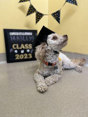 Marley graduating from Animal Keeper obedience school