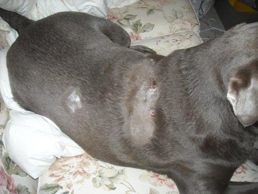 Staples and stitches after an attack at Tailwaggers Doggy Daycare in Menasha.