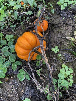 Orange pumpkin