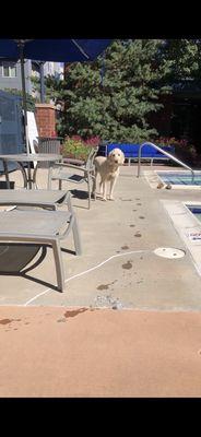 Puppy swim day at The District!