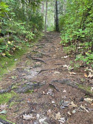 Blue trail after the weir at Upper Pond