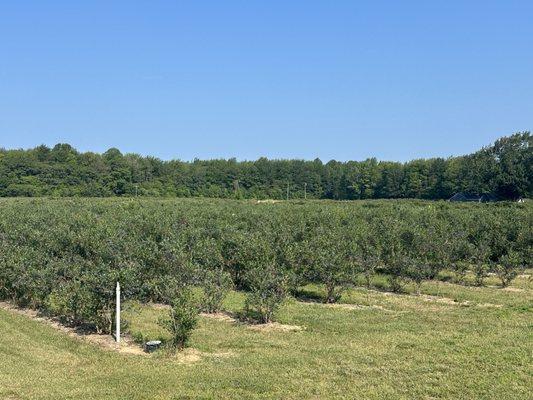 Blue Star Farms - Krupka's Blueberries