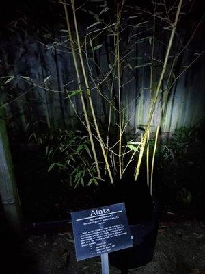 Illuminated enchanted bamboo forest walk-through event