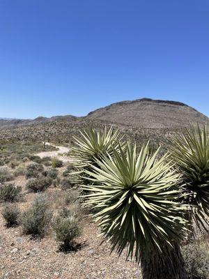 Beautiful desert landscape