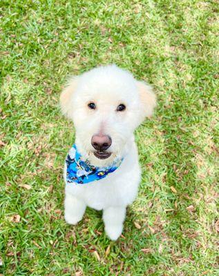 Goldendoodle (puppy) trim