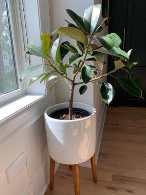 Ficus melany