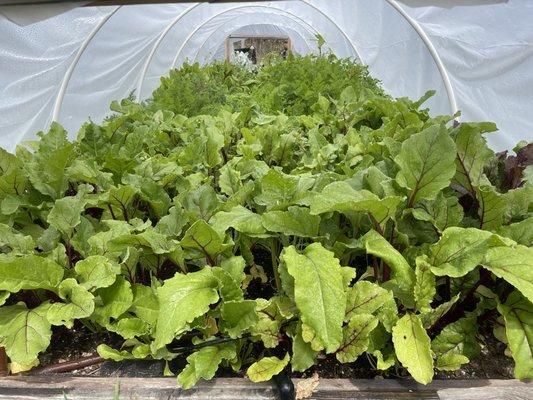 Radish, Chard, Kale, Beets in Bolinas