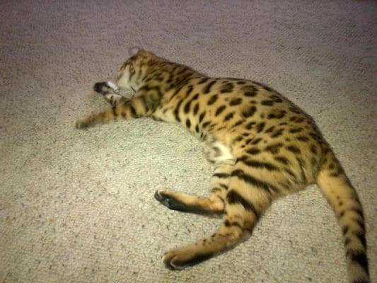 We also care for exotics.  Here is one of our Bengal cat clients!