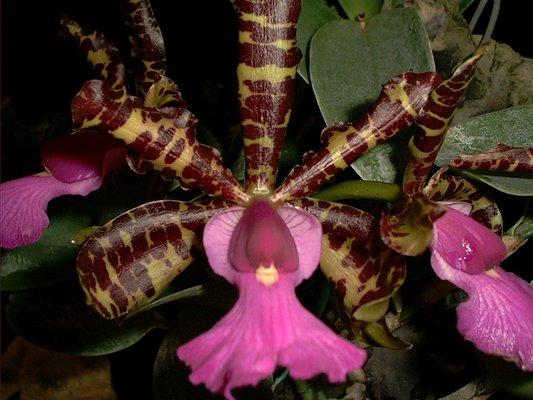 Cattleya aclandiae 'Stephen' AM/AOS